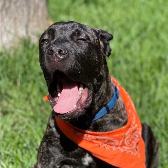 Meet your Posher, Brayden - Picture 1 of 1